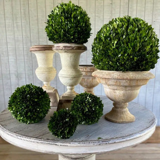 Preserved Boxwood 6" Ball